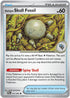 Antique Skull Fossil